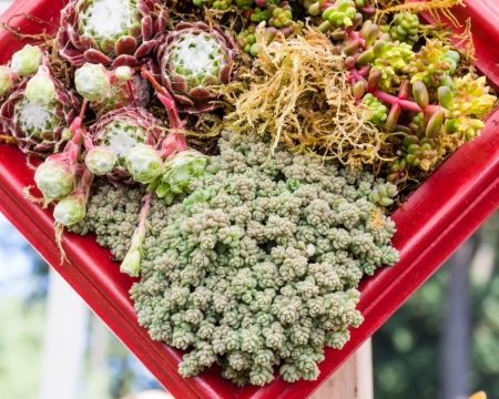A container planting of Sedum and Sempervivum plantsの写真素材