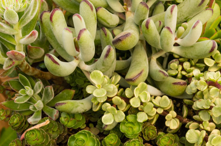 Sempervivum or sedum plants for use with sustainable construction roofの写真素材