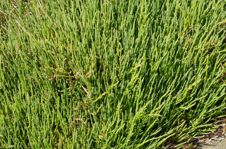 Edible Sea Beans or Salicornia used in salads or dishes growing on a beachの写真素材