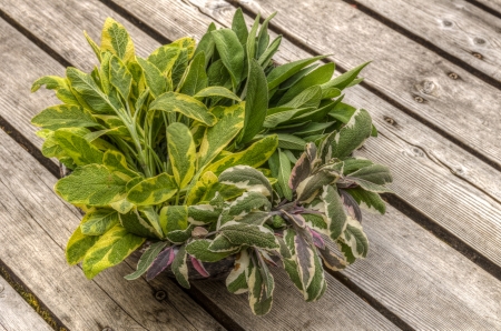 Freshly picked sage herb leaves for seasoningの写真素材