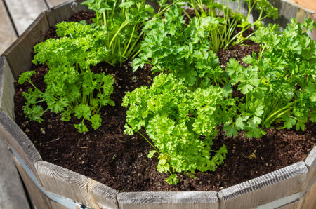 A wooden container of parsley herb plants for container gardening