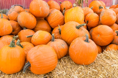 Orange fall pumpkins at the farmers marketの写真素材