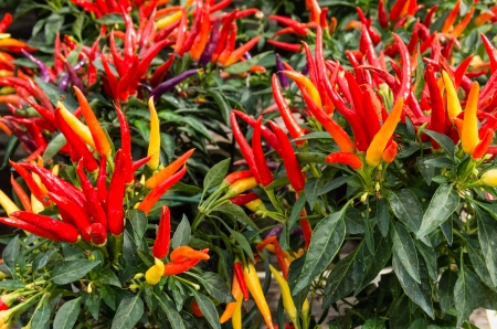 Red ornamental pepper plants with colorful red peppersの写真素材
