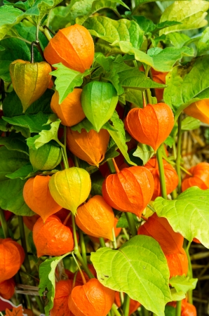 Chinese Lantern or winter cherry plants with orange lanternsの写真素材