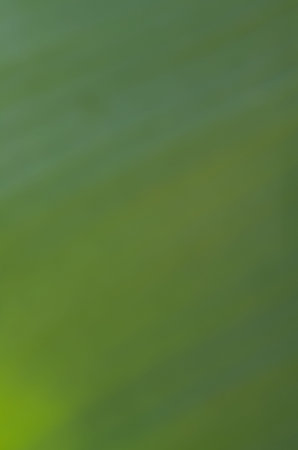 Green from a blurred green leafの写真素材