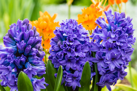 A group of purple or blue Hyacinth flowers in bloomの写真素材