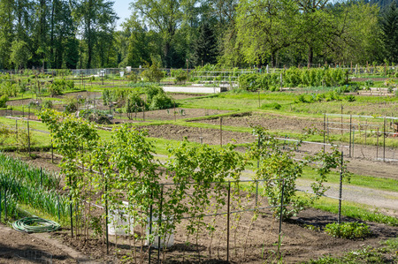 A community shared garden area with food growingの写真素材