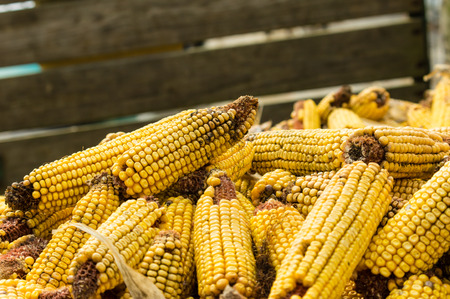 Ears of dried corn or maize stored for foodの写真素材
