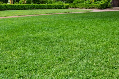 Lawn in a large garden with pathの写真素材