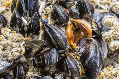 Group of mussels in an intertidal zone of the Pacific Ocean