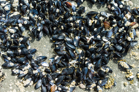 A group of mussels clinging to rocks in an intertidal zoneの写真素材