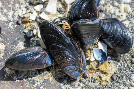 Group of mussels in an intertidal zone of the Pacific Oceanの写真素材