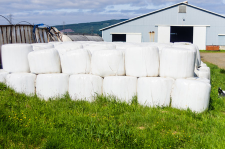 White plastic covered bales of hayの写真素材