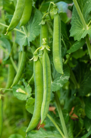 Green pea pods ready for harvest on a pea vineの写真素材