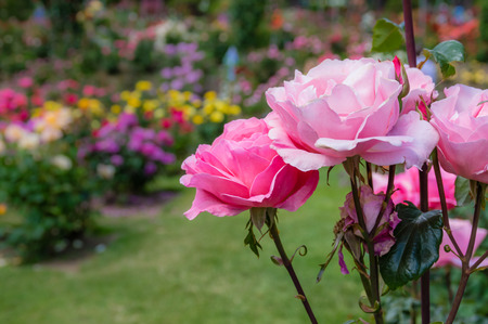 A pink rose flower in bloom in the gardenの写真素材