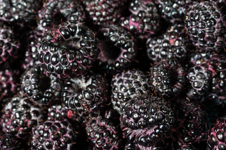 Fresh picked black raspberries on display at the marketの写真素材