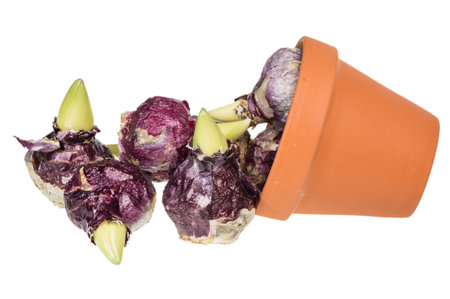 Hyacinth bulbs with clay pot isolated on white