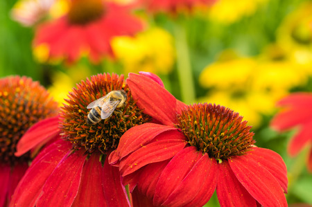 Red Echinacea flowers with a honeybeeの写真素材