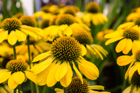 Yellow echinacea flowers blooming with yellow petalsの写真素材