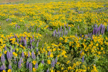 Wildflower meadow with native Balsamroot and Lupin plantsの写真素材