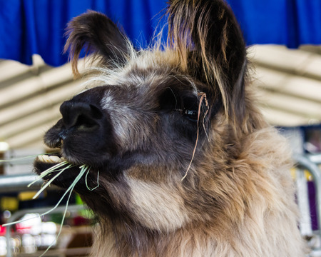 Llama closeup chewing grass in corralの写真素材