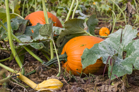 Farm field with pumpkins and vinesの写真素材