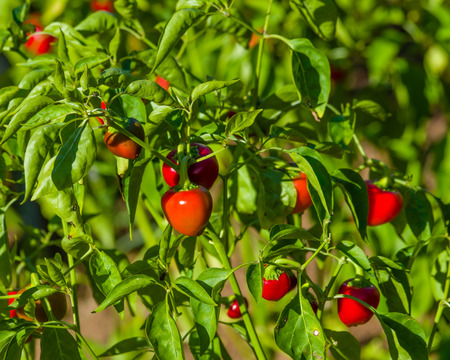 Red hot cherry peppers ready for harvestの写真素材