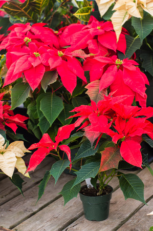 Display of red poinsettia flowers in potsの写真素材