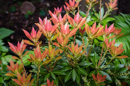 Red newly flushed leaves of a Pieris japonica bushの写真素材