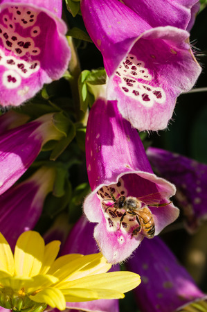 Honey bee on red Digitalis purpurea flowerの写真素材