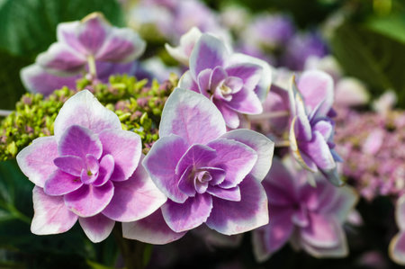 Close up of blue hydrangea flowers and buds