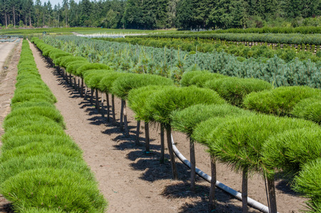 Rows of ornamental pine shrubs growing in a nurseryの写真素材