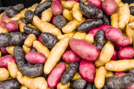 Display of fingerling potatoes at the marketの写真素材