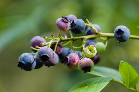 Ripe and unripe blueberry fruits on the bushの写真素材
