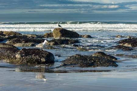 Tide pool area on the coast with sea gullsの写真素材