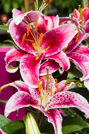 Lily with multiple flowers pink tiger lilyの写真素材