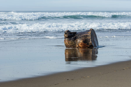 Driftwood log cut and washed up on a Pacific Ocean beachの写真素材