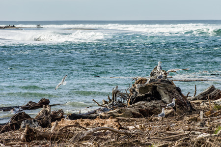 Large raft of driftwood with sea gulls flying and feedingの写真素材