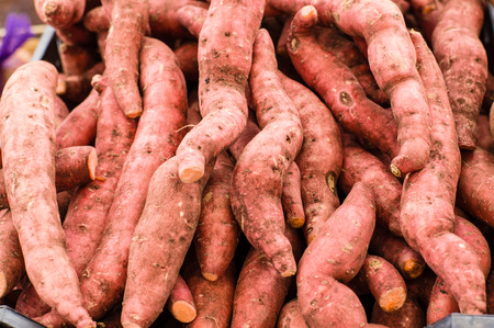 Fresh harvested local sweet potatoes at the farmers marketの写真素材