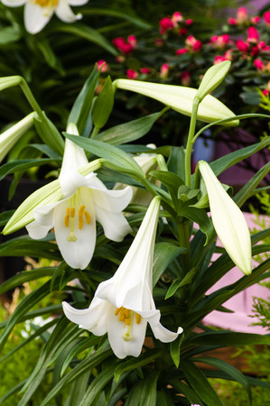 White flowering Easter lilies in the garden centerの写真素材