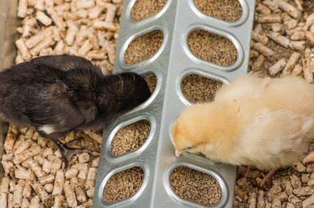 Newly hatched baby chicks for poultry farmingの写真素材