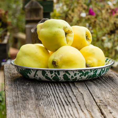 Bowl of fresh Quince fruit harvested and ready to useの写真素材