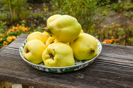Bowl of fresh Quince fruit harvested and ready to useの写真素材