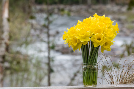 Bouquet of fresh yellow daffodil flowers in a jarの写真素材