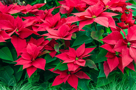 Traditional flowering Poinsettia plants in bloom for the Christmas holidaysの写真素材