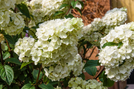 Blooming white hydrangea plants in full bloom