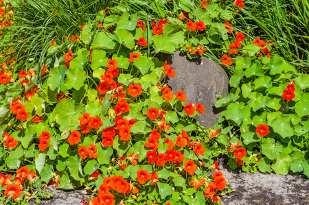 Group of red Nasturtium flowers blooming in the gardenの写真素材
