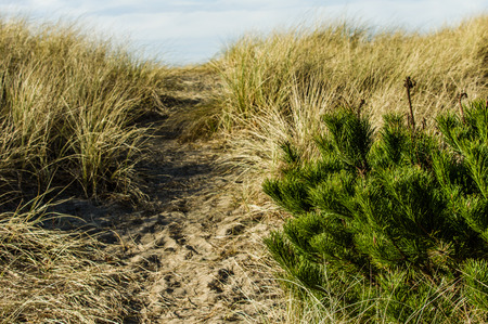 Worn path in the sand over the dune through the beach grass to the Pacific Oceanの写真素材