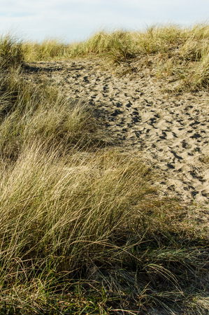 Worn path in the sand over the dune through the beach grass to the Pacific Oceanの写真素材