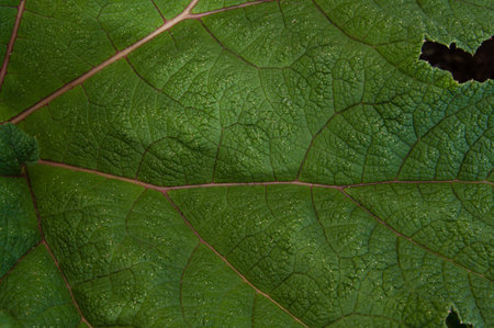 Macro close up detail of large green leaf with veins